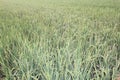 Indonesian ricefield not ready for harvest Royalty Free Stock Photo