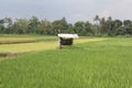 Indonesian ricefield and the small house Royalty Free Stock Photo