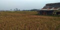 Indonesian rural natural background in the afternoon 1 Royalty Free Stock Photo