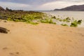 Indonesian sand beach with green algae on the rocks Royalty Free Stock Photo
