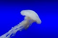 Indonesian Sea Nettle Diagonal