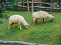 Indonesian sheep eating grass Royalty Free Stock Photo