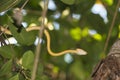 Indonesian Snake on a Tree Royalty Free Stock Photo