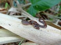 Indonesian stiped kukri snake Royalty Free Stock Photo