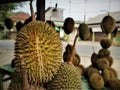 Indonesian Sumatran Durian Royalty Free Stock Photo