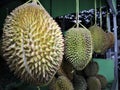 Indonesian Sumatran Durian Royalty Free Stock Photo