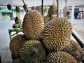 Indonesian Sumatran Durian Royalty Free Stock Photo