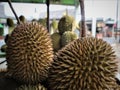 Indonesian Sumatran Durian Royalty Free Stock Photo