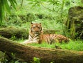 Indonesian tiger