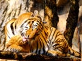 Indochinese tiger licks its toes