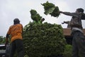 INDONESIAN TOBACCO PLANTATION