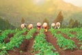 Traditional farmer working in the potato field Asia