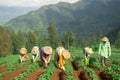 Traditional farmer working in the potato field Asia