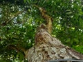 Indonesian Tropical Tree with Beautifull Green Leaf Royalty Free Stock Photo