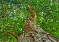 Indonesian Tropical Tree with Beautifull Green Leaf Royalty Free Stock Photo