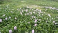 Indonesian water hyacinth vegetable plant Bandung Answers