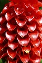 Indonesian Wax Ginger Flower