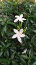 Indonesian white jasmine flower