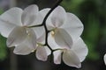 The Indonesian White Orchid