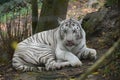 Indonesian white tiger chill in her enclosure