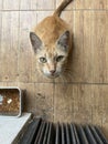 Ginger stray cat with green eyes looking at the camera while sitting