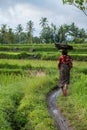 Indonesian woman farmer walking through the rice fields in Ubud, Bali Royalty Free Stock Photo