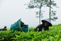 Indonesian Woman picking tea leaves in a tea plantation at Pengalengan, Bandung Royalty Free Stock Photo