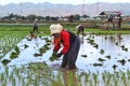 Indonesian woman working and bending in the mud during the process of planting paddy rice in the field