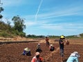 Indonesian Women and Farmers During the Process of Planting Red Onion at the Field in the Morning with Scenic View