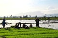 Indonesian women farmers working and collecting paddy seeds in the mud during the process of planting paddy rice in the field