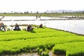 Indonesian women farmers working and collecting paddy seeds in the mud during the process of planting paddy rice in the field