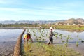 Indonesian women working and bending in the mud during the process of planting paddy rice in the field