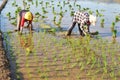 Indonesian women working and bending in the mud during the process of planting paddy rice in the field Royalty Free Stock Photo