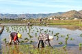 Indonesian women working and bending in the mud during the process of planting paddy rice in the field