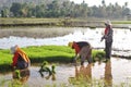 Indonesian women working and bending in the mud during the process of planting paddy rice in the field
