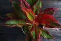 Indoor air purifying plants named Aglaonema Red Lipstick