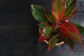 Indoor air purifying plants named Aglaonema Red Lipstick