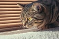 Indoor antics Arrogant tabby cat near window blinds, playful indoors