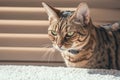 Indoor antics Arrogant tabby cat near window blinds, playful indoors