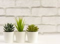 Indoor artificial plants, various succulents in pots. Succulents in white mini-pots. Ideas for home decoration.Copy of the space Royalty Free Stock Photo
