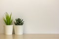 Indoor artificial plants, various succulents in pots. Succulents in white mini-pots. Ideas for home decoration.Copy of the space Royalty Free Stock Photo