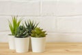 Indoor artificial plants, various succulents in pots. Succulents in white mini-pots. Ideas for home decoration.Copy of the space Royalty Free Stock Photo