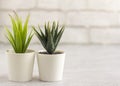 Indoor artificial plants, various succulents in pots. Succulents in white mini-pots. Ideas for home decoration.Copy space Royalty Free Stock Photo