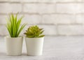 Indoor artificial plants, various succulents in pots. Succulents in white mini-pots. Ideas for home decoration.Copy space Royalty Free Stock Photo