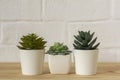 .Indoor artificial plants, various succulents in pots. Succulents in white mini-pots. Ideas for home decoration.Copy space Royalty Free Stock Photo