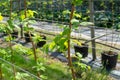 Indoor bio farming in Netherlands, greenhouse with rows of culti Royalty Free Stock Photo