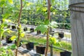 Indoor bio farming in Netherlands, greenhouse with rows of culti Royalty Free Stock Photo