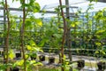 Indoor bio farming in Netherlands, greenhouse with rows of cultivated black currant plants in spring season Royalty Free Stock Photo