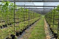 Indoor bio farming in Netherlands, greenhouse with rows of cultivated black currant plants in spring season Royalty Free Stock Photo