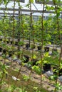 Indoor bio farming in Netherlands, greenhouse with rows of cultivated black currant plants in spring season Royalty Free Stock Photo